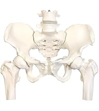 Amazon.co.jp: KIYOMARU 骨盤底筋付き女性骨盤模型 人体模型 8パーツ