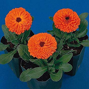 Caléndula en Semillas de Maceta – Naranja Calypso – 50 Semi