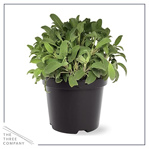 Live Aromatic and Edible Herb - Sage (4 Per Pack), Supports Memory and Brain Health, 8" Tall by 4" Wide in 1 Pint Pot Live Aromatic and Edible Herb - Sage (4 Per Pack), Supports Memory and Brain Health, 8" Tall by 4" Wide in 1 Pint Pot