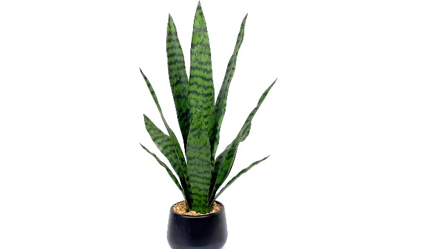Amazon.com: Artificial Snake Plant 22.5" Faux Agave Fake Sansevieria  Artificial Potted Plants for Indoor and Outdoor Home Office Dcor (White  Pot) : Home & Kitchen