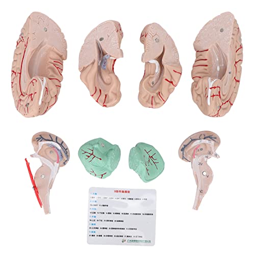 Modelo de cérebro humano, modelos cerebrais anatomicamente precisos para exibição de escola hospital