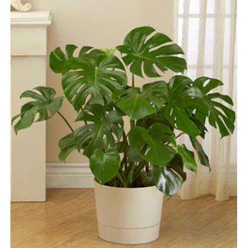 Original Live Little Heart Monstera Plant | Pack of 1 (B0DDKVLQ2G) Amazon Price History, Amazon Price Tracker