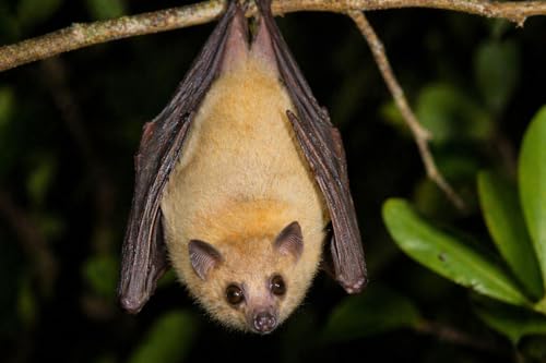 Episode 5: Furry, fabulous and fascinating bats!