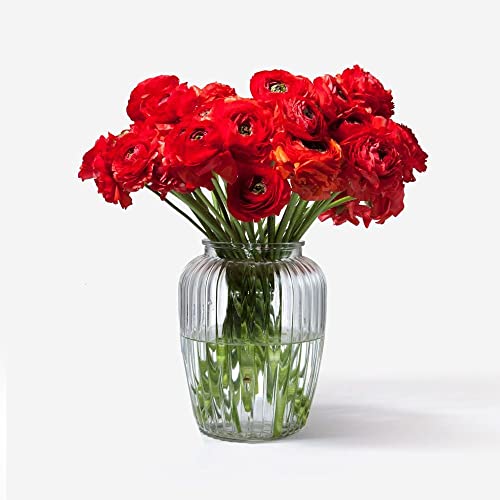 Image of Incrizma Vintage Style Ribbed Glass Bubble Flower Round Jar Vase ~ Perfect for Wedding & Home (20 cm)( Clear)