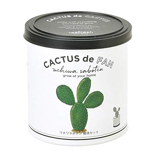 聖新陶芸 カクタスdeカクタス ウチワサボテン サイズ:約W7.4 D7.4 H7.1 GD-93003