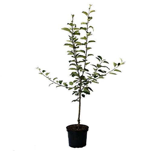 Topaz (S) schorfresistenter Apfel als Apfelbaum Buschbaum Winterapfel 110-140 cm 10 Liter M7