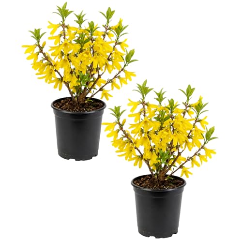 2 Lynwood Forsythia Plants Live in 4 Pot Lynwood Gold Forsythia Flowering Shrubs 6-10 Inch Hardy Winter Dormant Outdoor Growing