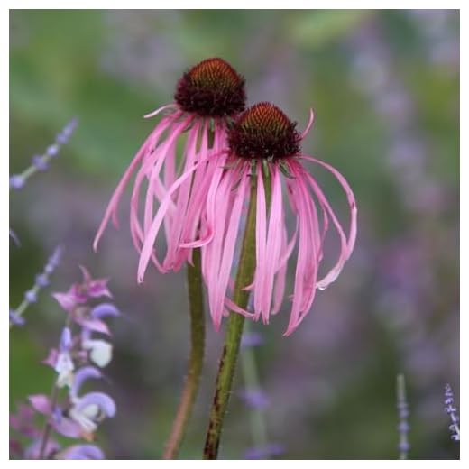 Plant Theory 9cm Pot Echinacea Pallida Coneflower Perennial