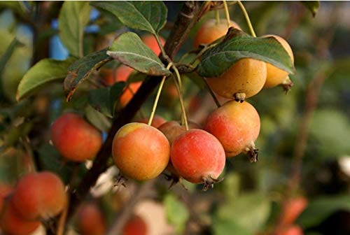 20+ Crabapple Malus Sylvestris Wild Apple Tree Seeds Ornamental Plant Garden Bonsai #TOP2