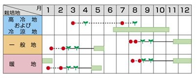Amazon.co.jp: ブロッコリー 種 【 おはよう 】 ペレット5000粒 : DIY