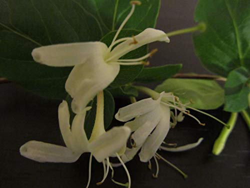 HONIC 1 PLANT Lonicera Japonica Honeysuckle Vine Plants - Fragrant Flowers bare roots