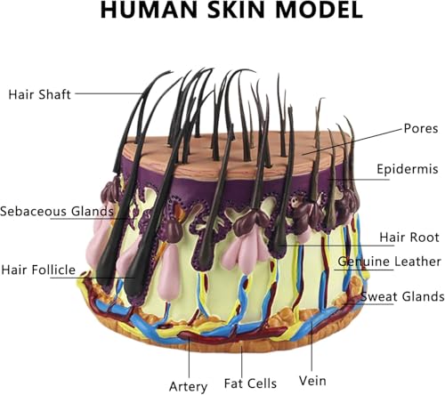 Modèle anatomique de cheveux humains et cycle cutané AMITD enseignement - 3