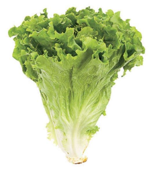 SimXotic Lettuce Green (Salad Patta) Vegetables Quality Seeds - Pack of 50 Hybrid Seeds (B09S7HJF7Z) Amazon Price History, Amazon Price Tracker