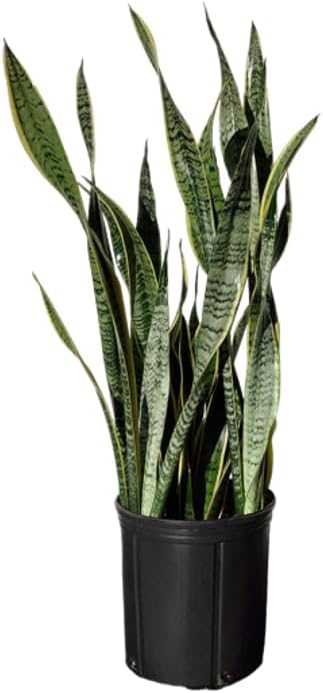 Andersen Farms Sansevieria Laurentii Live Plant Indoor/Outdoor in 10 in Grower Pot, Green, Yellow