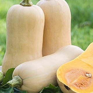 Vegetable: Organic Butternut Squash Seeds *10 Seeds* Fresh Heirloom Seed (RFS), GMO Free
