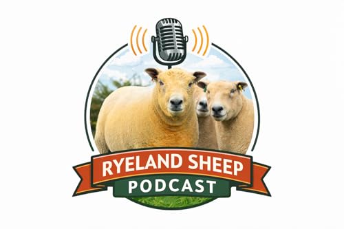 223 - The Modern Ryeland Sheep