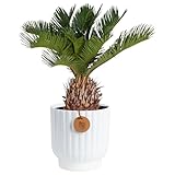 Costa Farms Live Sago Palm, Easy to Grow Live Indoor Plant, Houseplant in Decorative Pot, Home and Room Decor, 1 Foot Tall