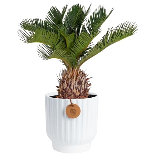 Image of Costa Farms Live Sago Palm, Easy to Grow Live Indoor Plant, Houseplant in Decorative Pot, Home and Room Decor, 1 Foot Tall