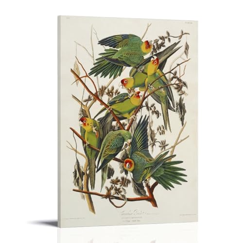 Carolina Parrot (1827) by John James Audubon Print Poster�A�[�g���[�N�{�[�h�A�E�H�[���X�e�b�J�[�A�C���e���A�f�U�C���|�X�^�[�A�����◾�̑����A�V�z�j���̃M�t�g�B 08x12inch(20x30cm) 
