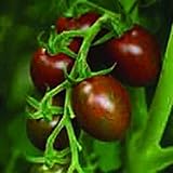 Chocolate Sprinkles Tomato Seeds (45 Seeds) Seeds for Planting, Farm, Growing in Garden, Greenhouse, Vegetable, Fruit