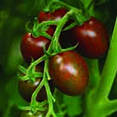 Chocolate Sprinkles Tomato Seeds (45 Seeds) Seeds for Planting, Farm,