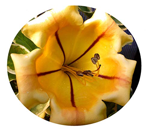 Variegated Chalice Vine Cups Of Gold Rare Flowering Tropical Live Plant Coconut Scented Yellow Bloom Starter Size 4 Inch Pot Emeralds Tm #TOP6