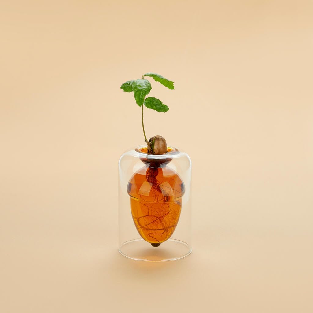 Balvi Vase pour Germination Acorn Couleur Brun Faites Pousser Un chêne à partir d’Un Gland Verre 12cm