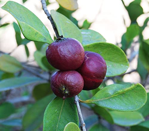 Image of Rare Red Strawberry Guava Cattley Guava Cherry Guava Hybrid Variety Live Plant Grafted Original Variety