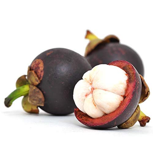 Creative Farmer Live Fruit Plant Mangosteen Rare Exotic Plants Garden Plant(1 Healthy Live Plant) (B07YYBW737) Amazon Price History, Amazon Price Tracker