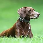 TSPRO Tactical Dog Collar 1.5 Inch Wide Thick Dog Collars with Heavy Duty Metal Buckle, Durable, Strong, Adjustable for Medium to Large Dogs (Green L) - Image 6