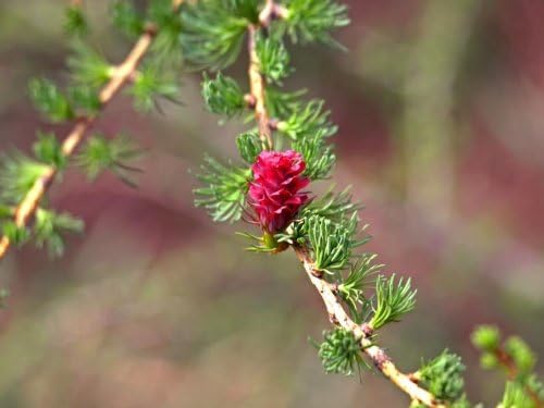 Miniatura 3 de 25 semillas europeas de alerce pino pinetree perenne Larix Decidua