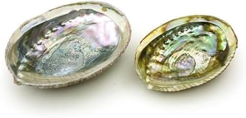 2 bunte modische große Abalone-Schalen, 10,2 - 11,4 cm, exquisite natürliche Muschel-Schüssel zum Verbrennen von Salbei und Räucherstäbchen für Dekoration, Display und tolles Geschenk