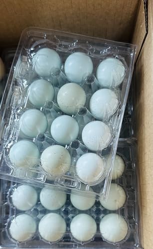 Fresh Fertile Quail Eggs for Hatching, Farm-Raised Hormone-Free, 12-Count