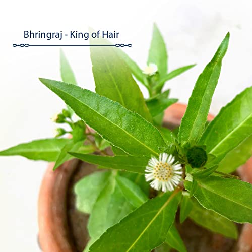 Blue Nectar Rosemary Oil For Hair Growth With Coconut, Bhringraj, Amla & Sesame Oil | Ayurvedic Hair Oil For Dry Damaged & Frizzy Hair (9 Herbs, 3.38 Fl Oz) #TOP4