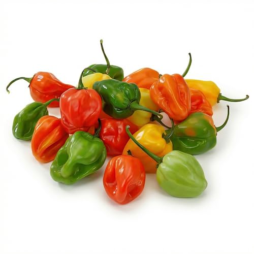 Fresh Habanero Peppers (2 lbs) - Premium Hot Chili Peppers for Salsa, Hot Sauce & Spicy Cooking | Authentic Super Hot Peppers | 100-350K Scoville