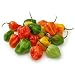 Fresh Habanero Peppers (2lb)