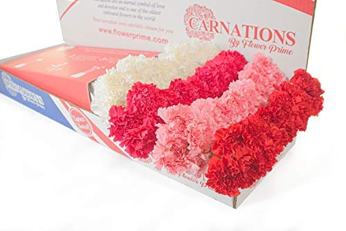 Flowerprime Valentine's Day Carnations - Special Holiday Variety Pack Fresh Natural Cut Flowers (50) #TOP3