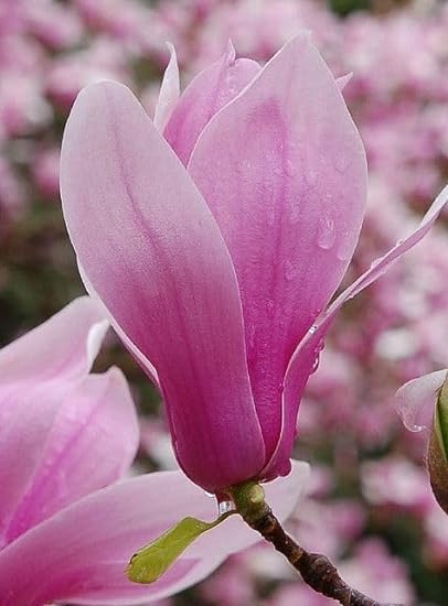 Greenlife garden Gardenia sootepensisl Purple Swarna Chapa Flower Purple Son Chapa (Michelia Champaca) Magnilia Champaca Live Plant Original Variety Outdoors flower plant (B0CL51RSMZ) Amazon Price History, Amazon Price Tracker