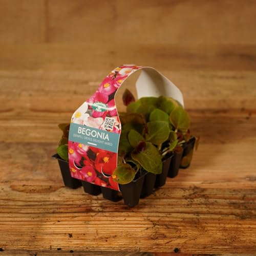 Plug Plants Begonia Semps. Devils Delight Mixed - 20 Plants Per Tray - Ready to Grow On Bedding Plugs - Summer Flowering - Ideal for Containers, Patio Pots and Beds or Borders - 1 Pack