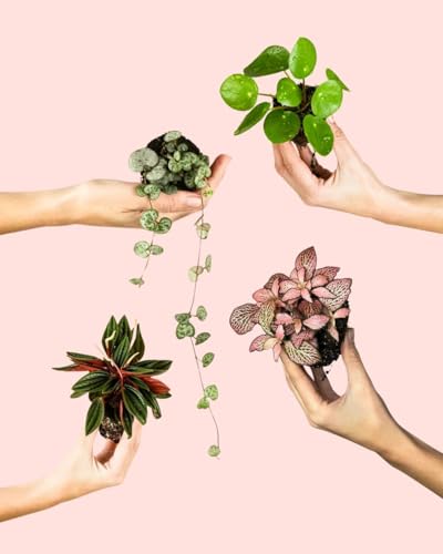 Pack 4x Mini Plantas Pet Friendly | Plantas Naturales | Pur Plant