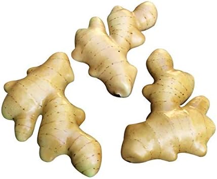 Artificial Fake Ginger Pack of 3