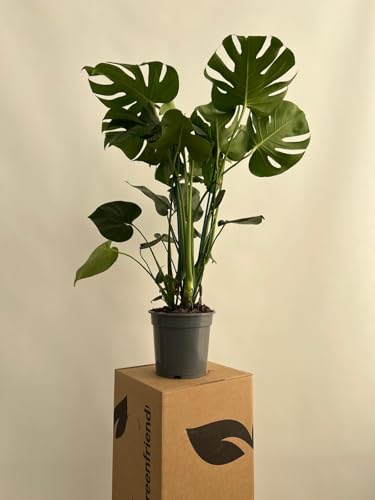 GREENTIA | Costilla de Adán - Monstera Deliciosa Planta Natural M20 Altura 65-80cm en Maceta de 20cm de diámetro