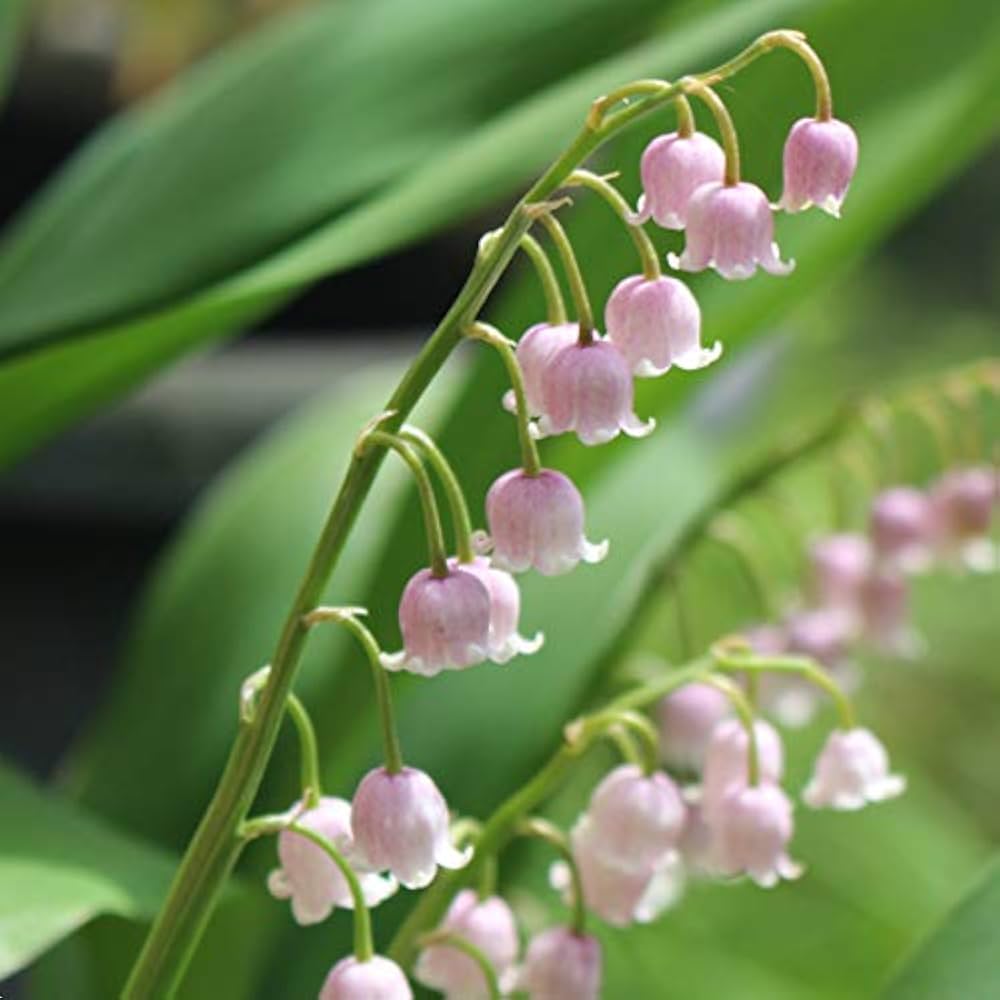 SALE♡ネップアラン2点セット♡ピンク 正規品♡SALE♡ネップアラン2点セット♡ピンク