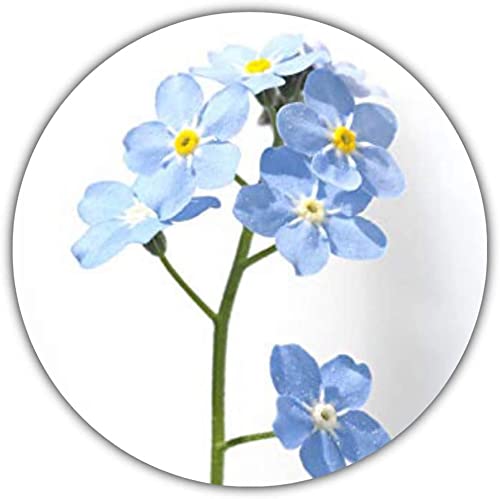 Nomeolvides/Myosotis sylvatica, Aprox. 50 Semillas, Planta Popular para Jardines y arreglos en Grupo, bordillos, Jardines de Rocas y macetas Cover