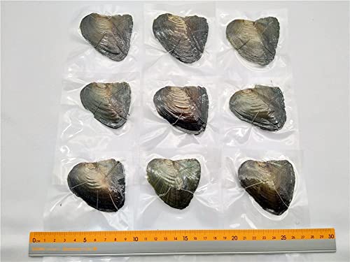 20Pcs Oval Freshwater Pearl Oysters With Pearls,Pearl Oysters,Akoya Oysters #TOP2