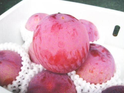 Amazon 果物王国 山梨産 プラム すもも 貴陽 きよう 貴陽 すもも プラム 通販