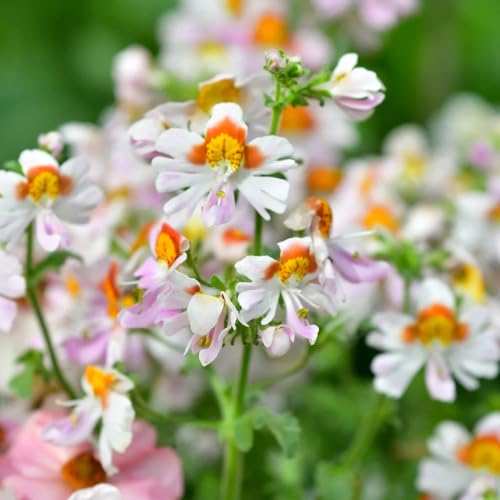 semillas de orquídeas de granjero, perennes interior, resistentes. jardín rocas 200pcs
