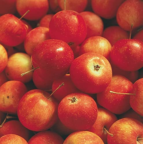 GURNEY'S Whitney Crabapple Dormant Bare Root Starter Ornamental Fruit Tree