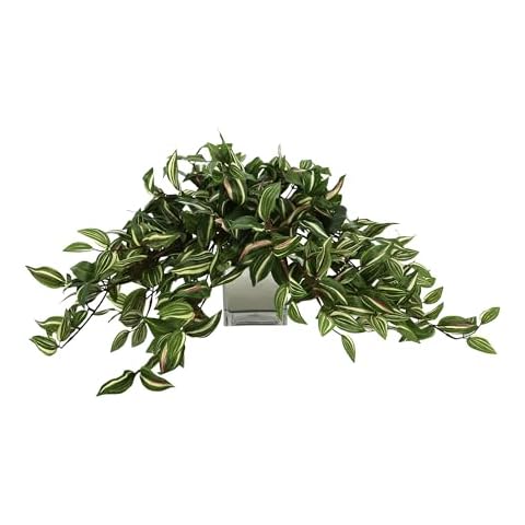 Creative Displays Ivy Arrangement in a Square Glass Pot, 13" H, Made in USA for Home or Office Cover