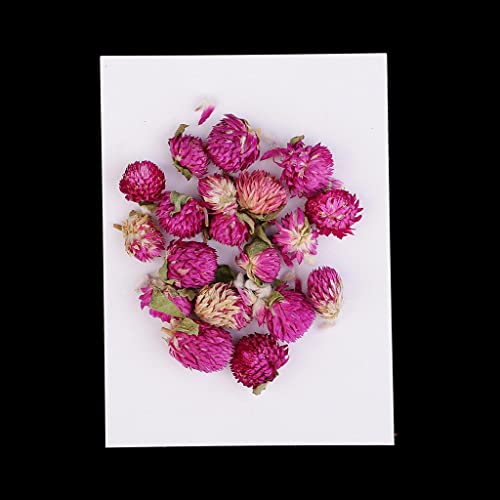 20 piezas flores secas prensadas Gomphrena Globosa miniatura 6